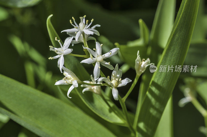 Maianthemum stellatum，星花假所罗门印，星花假所罗门印;或者是小小的假所罗门印，或者只是假所罗门印;星光熠熠的错误举动;镶嵌着假所罗门的印章。内华达山脉东部，我